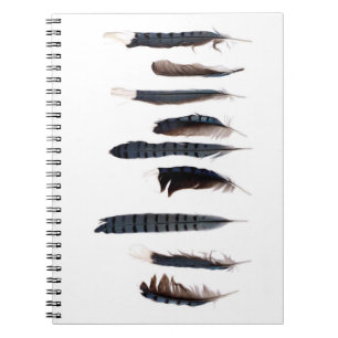 Beautiful Blue Jay Feathers Notebook