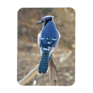 Beautiful Blue Jay In Sunshine Magnet