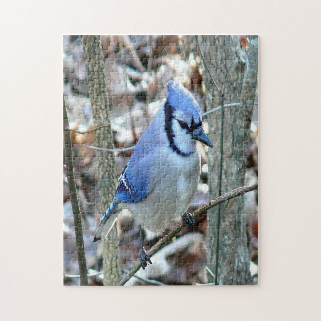 Beautiful Blue Jay Jigsaw Puzzle (Vertical)