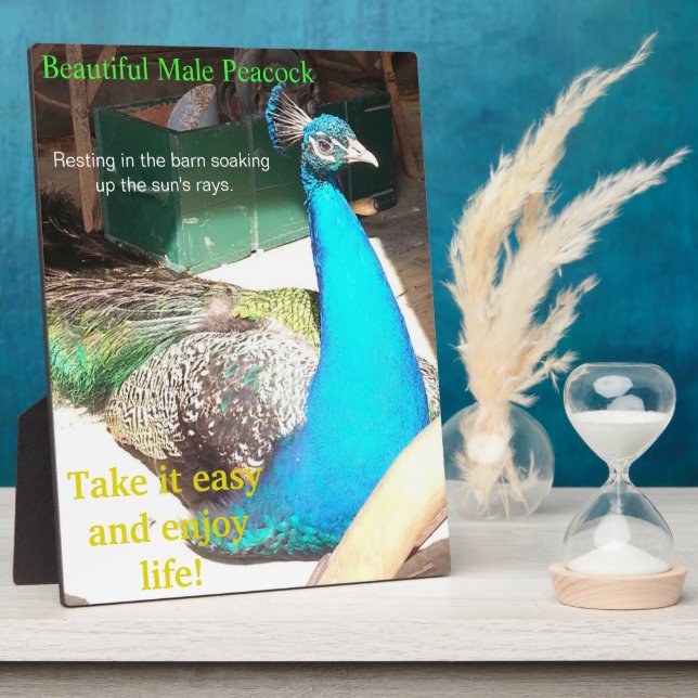 Beautiful Blue Male Peacock Barn EASEL Plaque (Side)
