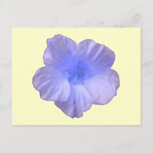 Beautiful Blue Nasturtium Postcard