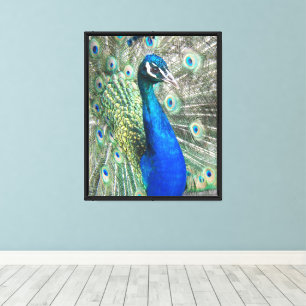 Beautiful Blue Peacock Feathers Photographic Canvas Print