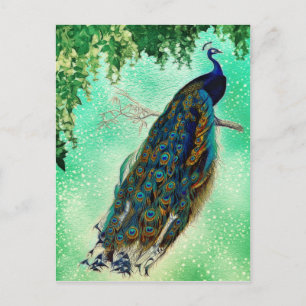 Beautiful Blue Peacock Nature Bird Tail Vintage Postcard