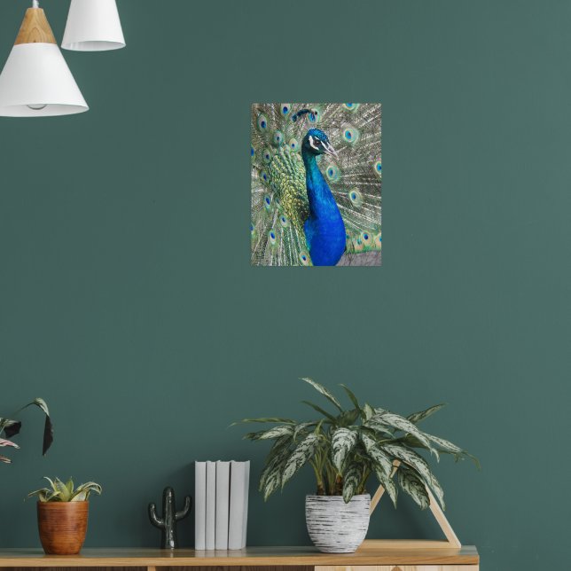 Beautiful Blue Peacock Photographic Poster (Living Room 1)