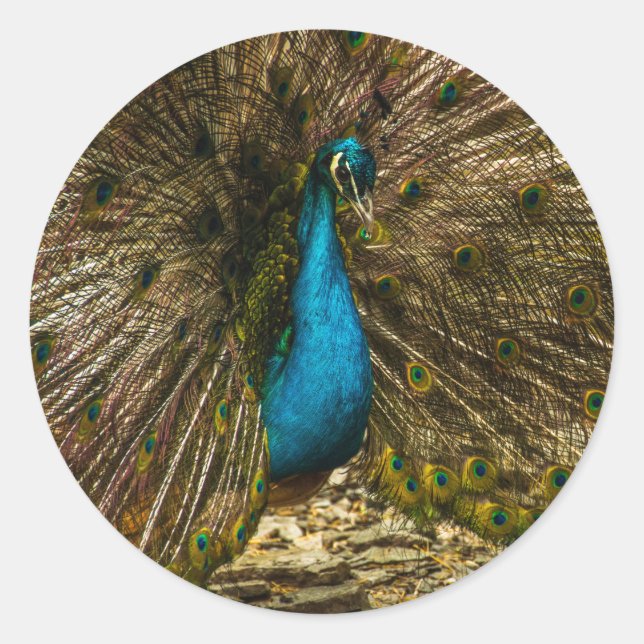 Beautiful Blue Peacock with Open Tail Feathers Classic Round Sticker (Front)