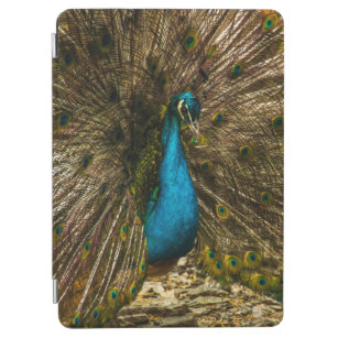 Beautiful Blue Peacock with Open Tail Feathers iPad Air Cover