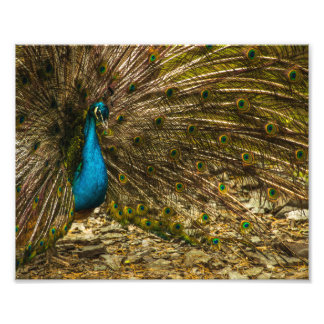 Beautiful Blue Peacock with Open Tail Feathers Photo Print