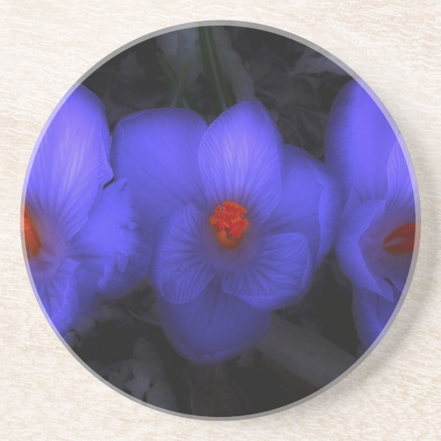 Beautiful Blue Purple Crocus Blooms Coaster (Front)