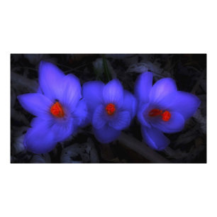 Beautiful Blue Purple Crocus Blooms Photo Print