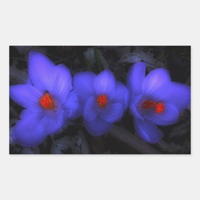 Beautiful Blue Purple Crocus Blooms Rectangular Sticker (Front)