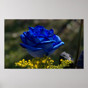 Beautiful Blue Rose 1 Poster