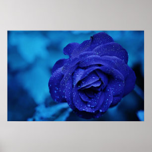 Beautiful blue rose poster