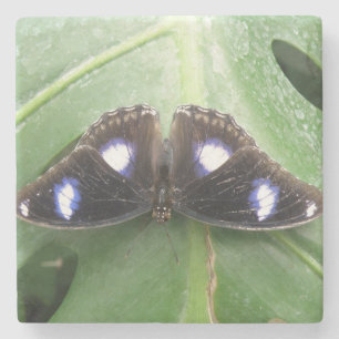 Beautiful Blue Spotted Butterfly Stone Coaster