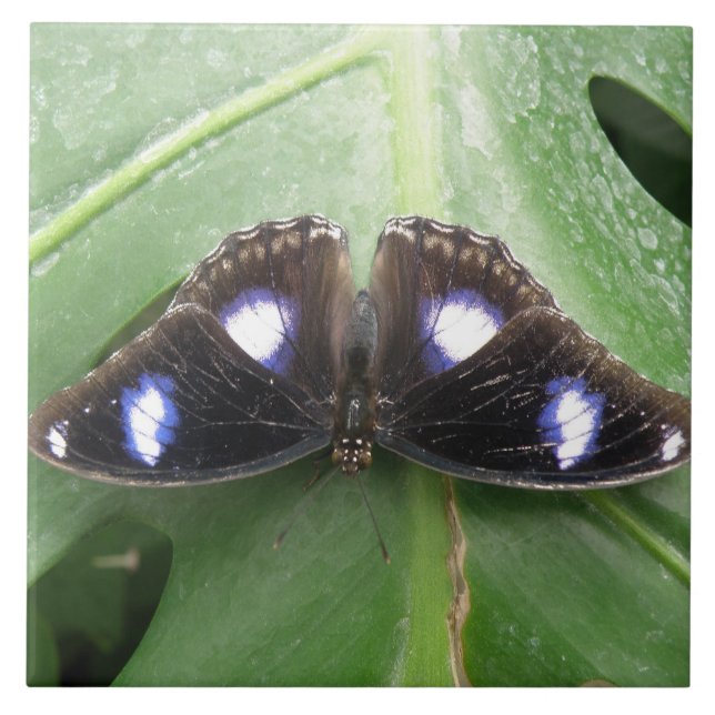 Beautiful Blue Spotted Butterfly Tile (Front)