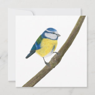 Beautiful Blue tit  Card