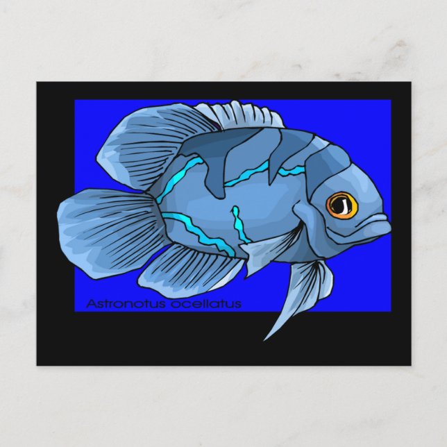 Beautiful Blue Tropical Oscar Fish Postcard (Front)