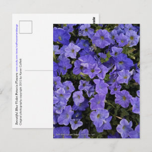 Beautiful Blue Violet Petunia Flowers Photo Postcard