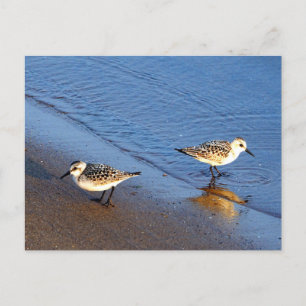 Beautiful Blue Water Sandpiper Photo Postcard