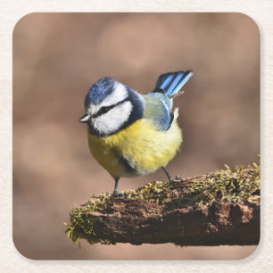 Beautiful Blue & Yellow Tit Bird on a Branch Square Paper Coaster