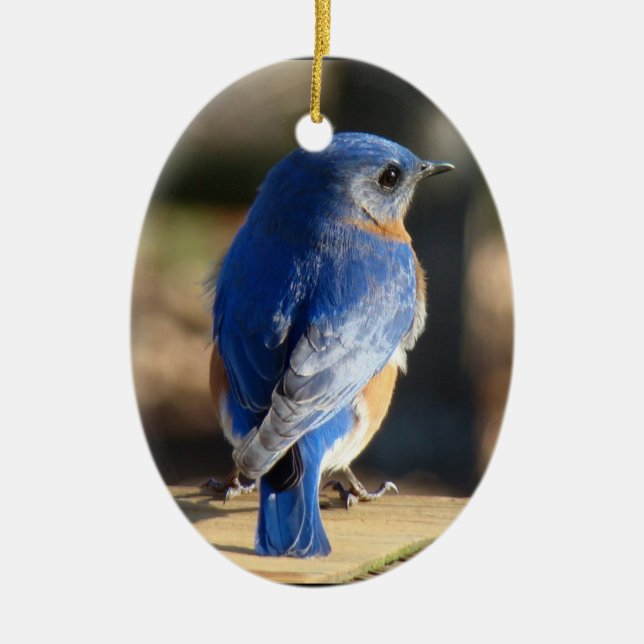 Beautiful Bluebird Ceramic Tree Decoration (Front)