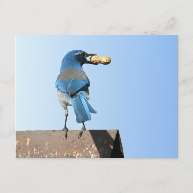 Beautiful Bluebird Postcard (Front)