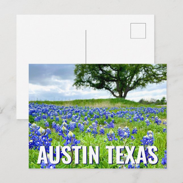 Beautiful Bluebonnets Austin Texas Photography Postcard (Front/Back)