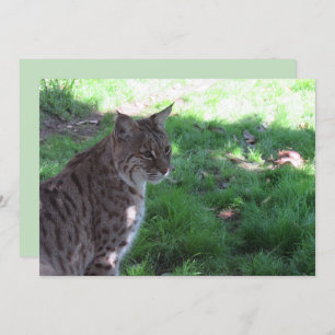 Beautiful Bobcat - Flat Card