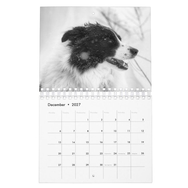 Beautiful Border Collie Dog Calendar (Dec 2027)