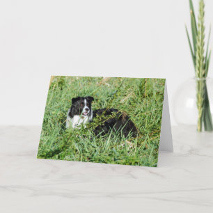 Beautiful Border Collie Note Card