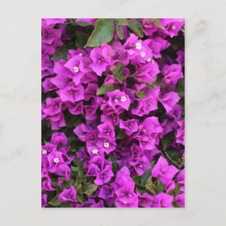 Beautiful Bougainvillea Postcard