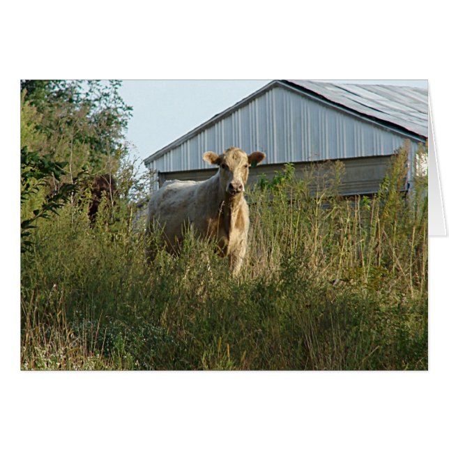 Beautiful Bovine All Occasion Blank Greeting Card (Front Horizontal)