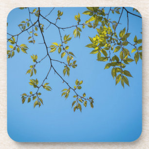 beautiful branch with green and yellow leaves hug coaster