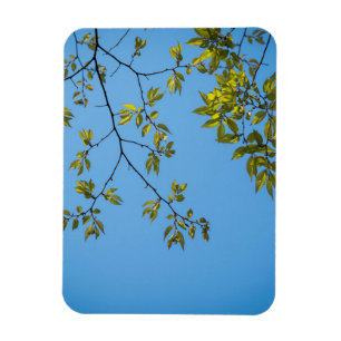 beautiful branch with green and yellow leaves hug magnet