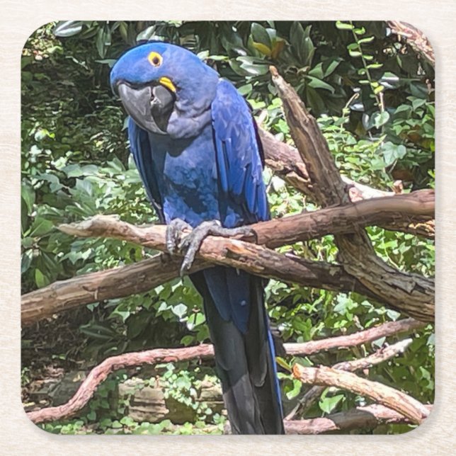 Beautiful Bright Blue Parrot Square Paper Coaster (Front)