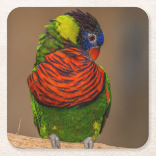 Beautiful Bright Colourful Parrot Square Paper Coaster