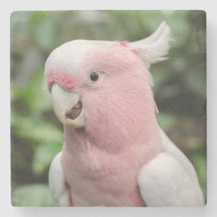Beautiful Bright Pink and White Parrot Stone Coaster