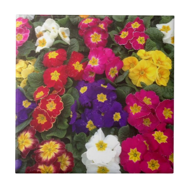 Beautiful Bright Polyanthus flowers Tile (Front)