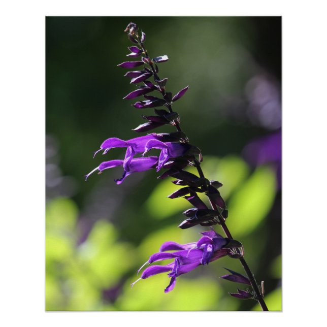 Beautiful Bright Purple Salvia Amistad Flowers Poster (Front)