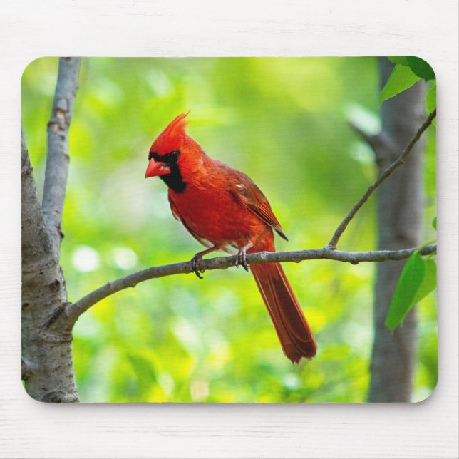 Beautiful Bright Red Cardinal in a Tree Mouse Mat (Front)