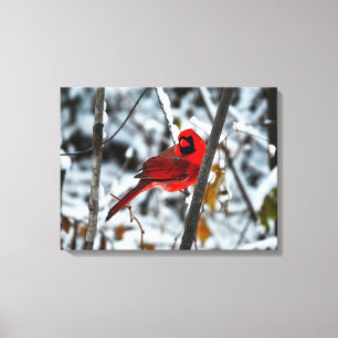 Beautiful Bright Red Cardinal in the Snow Canvas Print
