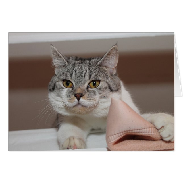 Beautiful British Shorthair Tomcat (Front Horizontal)