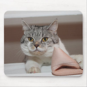 Beautiful British Shorthair Tomcat Mouse Mat