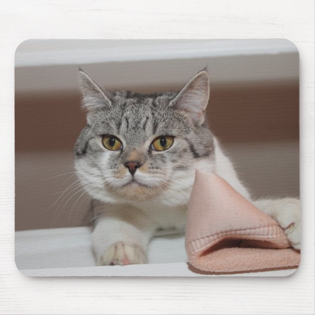 Beautiful British Shorthair Tomcat Mouse Mat (Front)