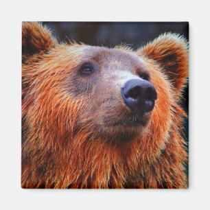Beautiful Brown Bear Portrait Wildlife Photo Magnet