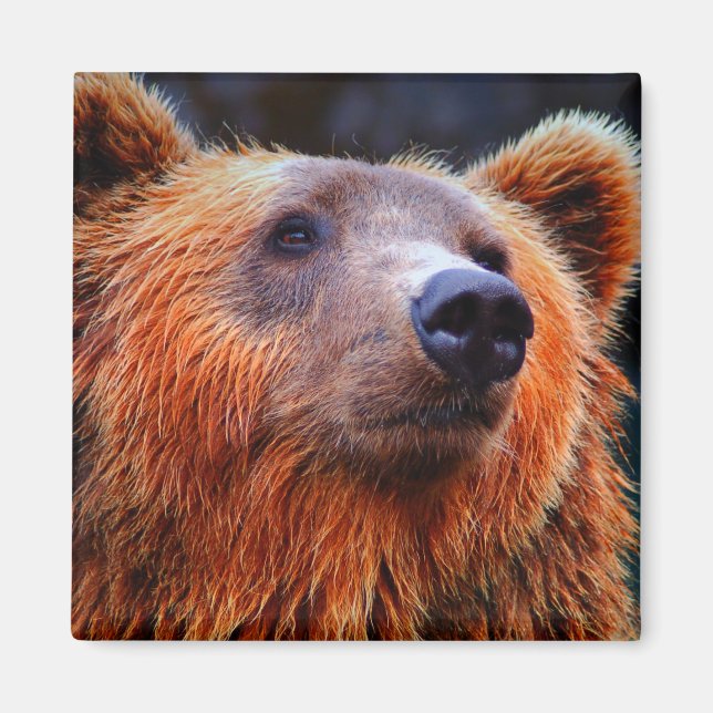 Beautiful Brown Bear Portrait Wildlife Photo Magnet (Front)