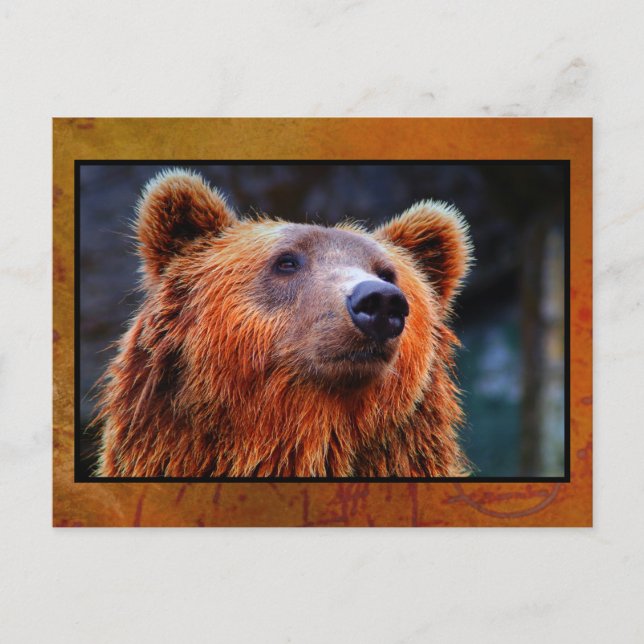 Beautiful Brown Bear Portrait Wildlife Photo Postcard (Front)