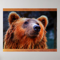 Beautiful Brown Bear Portrait Wildlife Photo