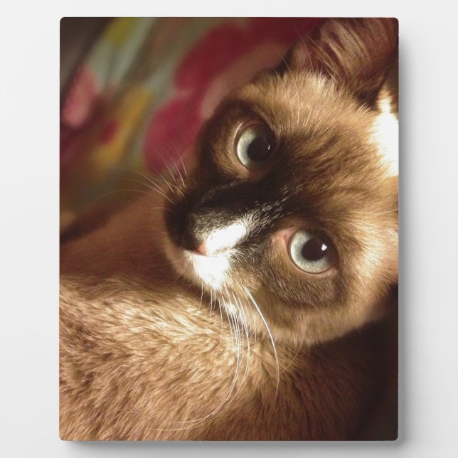 Beautiful Brown Cat Plaque (Front)