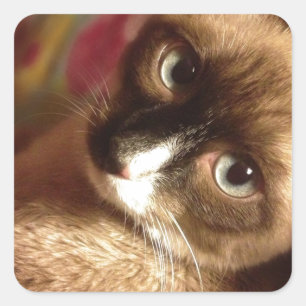 Beautiful Brown Cat Square Sticker