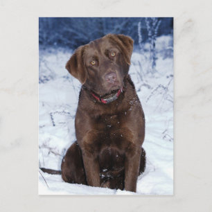 Beautiful Brown Dog Design Postcard